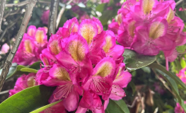 Sonare - Рододендрон гибридный - Rhododendron 'Sonare'