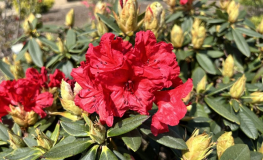 Vulcan's Flame - Рододендрон гибридный - Rhododendron 'Vulcan's Flame'