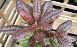 Wonderred - Рододендрон гибридный - Rhododendron hybrid 'Wonderred'