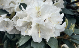 Aesthetica - Rhododendron smirnowii x bureavii - Rhododendron smirnowii x bureavii 'Aesthetica'