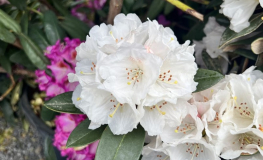 Teddy Bear - różanecznik bureavii x degronianum ssp. yakushimanum - Teddy Bear - Rhododendron bureavii x degronianum ssp. yakushimanum