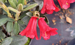 Rhododendron haematodes - różanecznik haematodes - Rhododendron haematodes