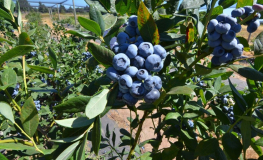 Calypso PBR - Blueberry under license - Calypso PBR - Vaccinium corymbosum