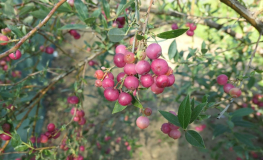 Pink Lemonade - borówka amerykańska - Pink Lemonade - Vaccinium corymbosum