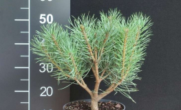 Pinus sylvestris 'Chantry Blue' - Scots pine - Pinus sylvestris 'Chantry Blue'