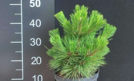 Pinus thunbergii 'Thunerhead' - sosna Thunberga - Pinus thunbergii 'Thunerhead'