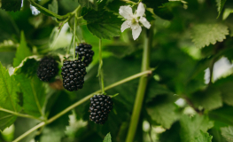 Rubus fruticosus Loch Ness - Thornless Blackberry - Rubus fruticosus Loch Ness