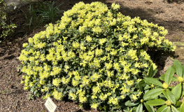 Princess Anne - Japanese Azalea - Princess Anne - Rhododendron