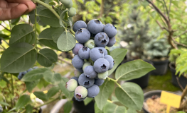 Toro - Highbush blueberry - Toro - Vaccinium corymbosum