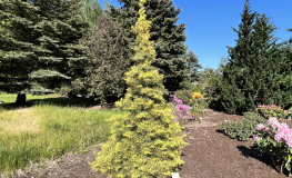 Abies concolor 'Wintergold' - White fir - Abies concolor 'Wintergold'