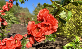 Chaenomeles speciosa 'Mincha01' MANGO STORM -  Chinesische Zierquitte - Chaenomeles speciosa 'Mincha01' MANGO STORM