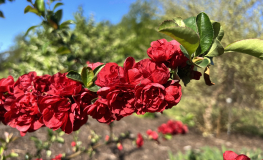 Chaenomeles speciosa 'Scarlet Storm' -  Chinesische Zierquitte - Chaenomeles speciosa 'Scarlet Storm'