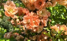 Chaenomeles x superba 'Cameo' - Japanese Quince - Chaenomeles x superba 'Cameo'