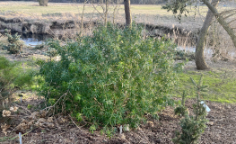 Choisya ternata - Choisya ternata