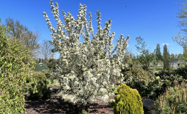 Malus RED JEWEL 'Jewelcode'- Zierapfel - Malus RED JEWEL 'Jewelcode'