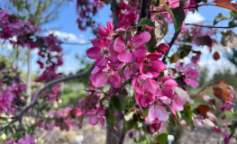 Malus 'Rudolph' - Zierapfel - Malus 'Rudolph'