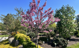 Prunus serrulata 'Royal Burgundy' - Japanese Flowering Cherry - Prunus serrulata 'Royal Burgundy'