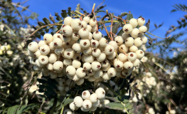 Sorbus koehneana - Chinese mountain ash - Sorbus koehneana