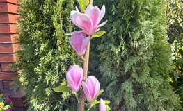 Anilou - magnolia - Anilou