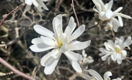 Royal Star - magnolia gwiaździsta - Royal Star - Magnolia stellata