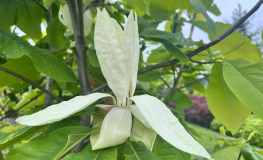 Magnolia tripetala - magnolia parasolowata - Magnolia tripetala
