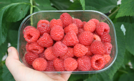 Rubus idaeus 'Magda' PBR - Raspberry - Rubus idaeus 'Magda'