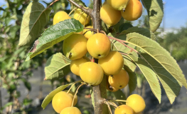 Malus 'Golden Hornet' - Zierapfel - Malus 'Golden Hornet'