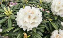 Oberschlesien - Rhododendron insigne x degronianum ssp. yakushimanum - Oberschlesien - Rhododendron insigne x degronianum ssp. yakushimanum