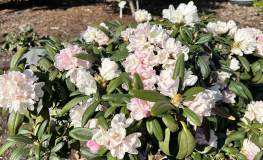 Ruth Davis - Rhododendron degronianum ssp. yakushimanum x degronianum ssp. heptamerum - Ruth Davis -  Rhododendron degronianum ssp. yakushimanum x degronianum ssp. heptamerum