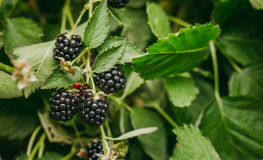 Rubus fruticosus Loch Tay PBR - Thornless Blackberry - Rubus fruticosus Loch Tay PBR