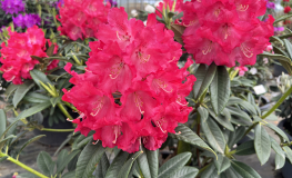 Britannia - Рододендрон гибридный - Britannia - Rhododendron hybridum