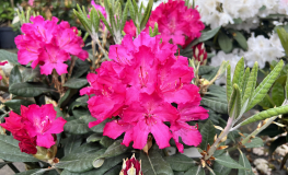 Hellikki - różanecznik wielkokwiatowy - Hellikki - Rhododendron