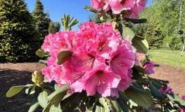 Madrid - Рододендрон гибридный - Madrid - Rhododendron hybridum