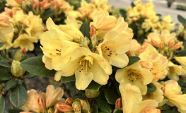 Moon Fire - Рододендрон гибридный - Moon Fire - Rhododendron hybridum