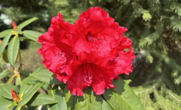 Taurus - Рододендрон гибридный - Taurus - Rhododendron hybridum