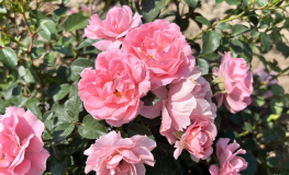 Jan - róża okrywowa - Jan - Rosa