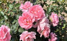 Jan - Deckrose - Jan - Rosa