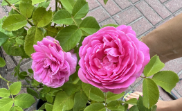 Louise Odier - Climbing Rose - Rosa Louise Odier