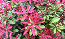 Pieris japonica 'Red Mill'- Japanese Pieris - Pieris japonica 'Red Mill'