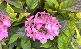 Hydrangea serrata 'Preziosa' - hortensja piłkowana - Hydrangea serrata 'Preziosa'