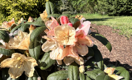 Dodori- Rhododendron yakushimanum - Dodori - Rhododendron yakushimanum