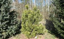 Pinus mugo 'Frühlingsgold' - Bergkiefer - Pinus mugo 'Frühlingsgold'