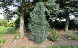 Pinus pumila 'Säntis' -  сосна мелкоцветковая - Pinus pumila 'Säntis'