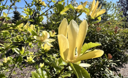 Sunray - Magnolia - Magnolia 'Sunray'