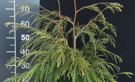 Chamaecyparis nootkatensis 'Aldrich' - Nootka-Zypresse - Chamaecyparis nootkatensis 'Aldrich'