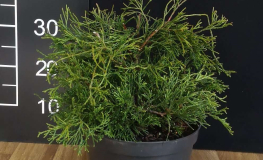 Chamaecyparis obtusa 'Tsatsumi' - Hinoki-Zypresse - Chamaecyparis obtusa 'Tsatsumi'