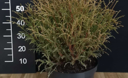 Thuja occidentalis 'Filiformis' - Abendländischer Lebensbaum - Thuja occidentalis 'Filiformis'
