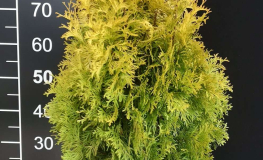 Thuja occidentalis 'Golden Anne' - Abendländischer Lebensbaum - Thuja occidentalis 'Golden Anne'