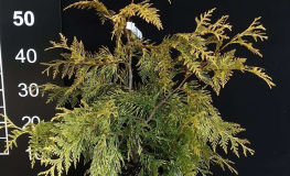 Thuja plicata 'Zebrina Extra Gold' - Riesen-Lebensbaum - Thuja plicata 'Zebrina Extra Gold'