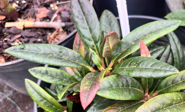 Rhododendron bhutanense - różanecznik bhutanense - Rhododendron bhutanense